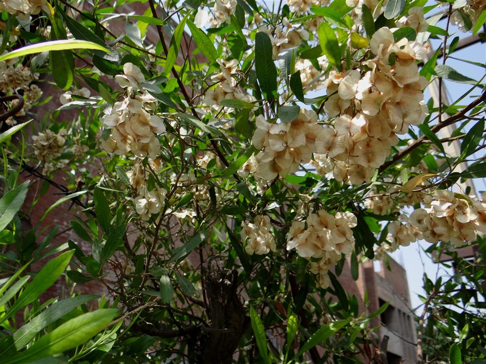 Dodonaea viscosa